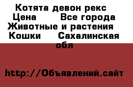 Котята девон рекс › Цена ­ 1 - Все города Животные и растения » Кошки   . Сахалинская обл.